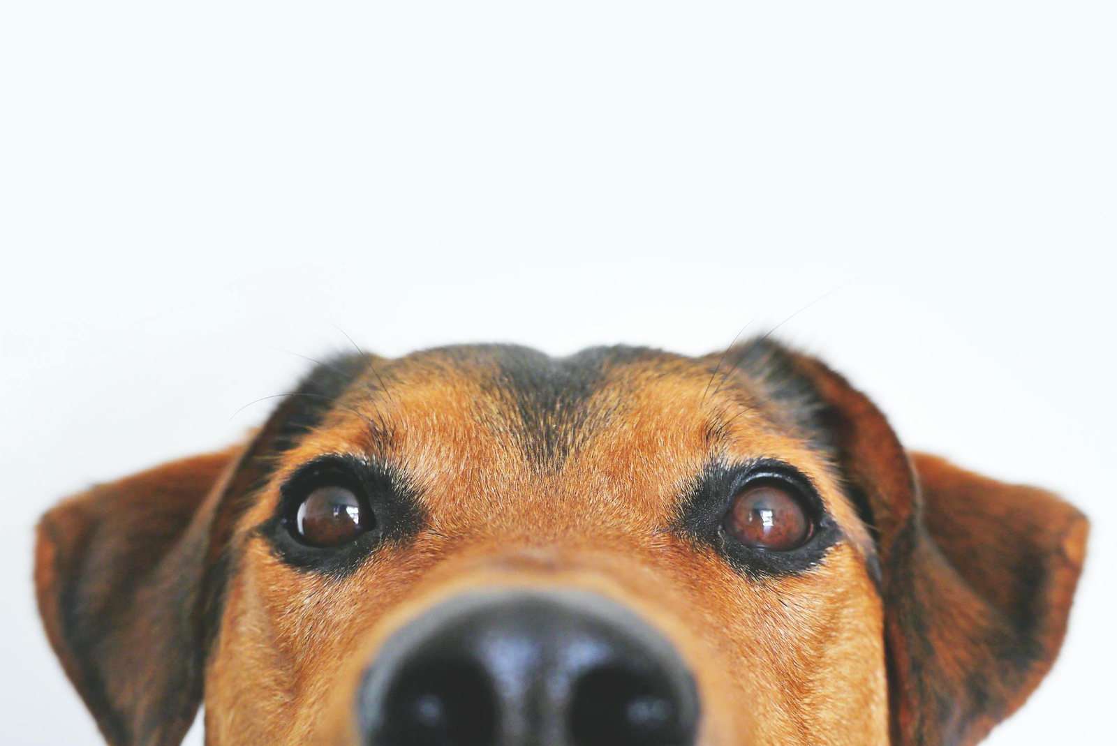 Clean Dog Accident on Carpet