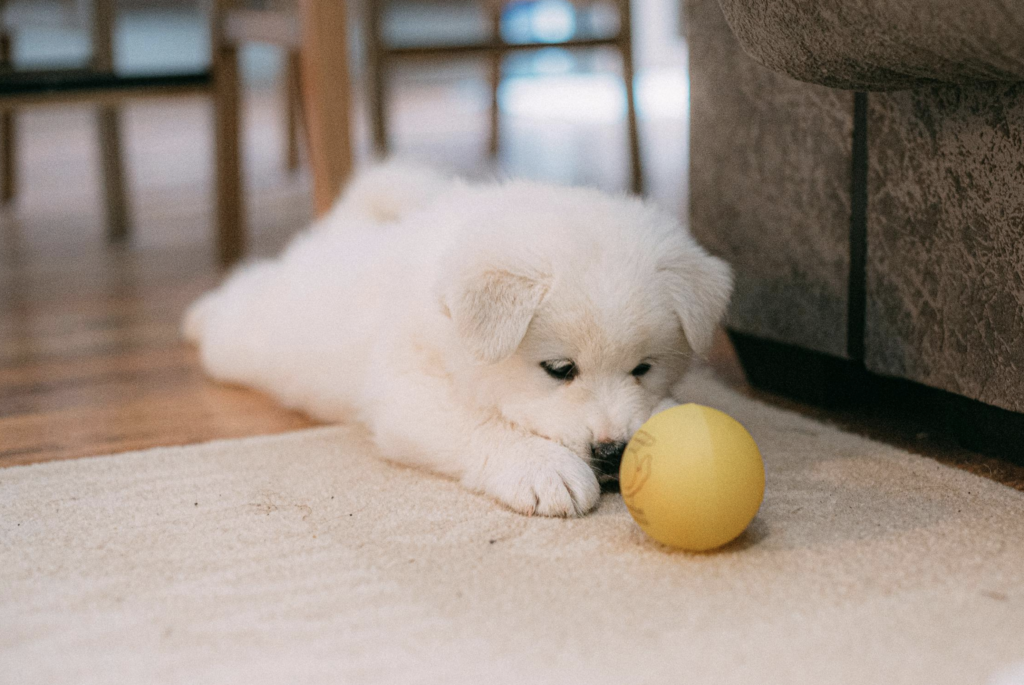 Puppy accidents on carpet